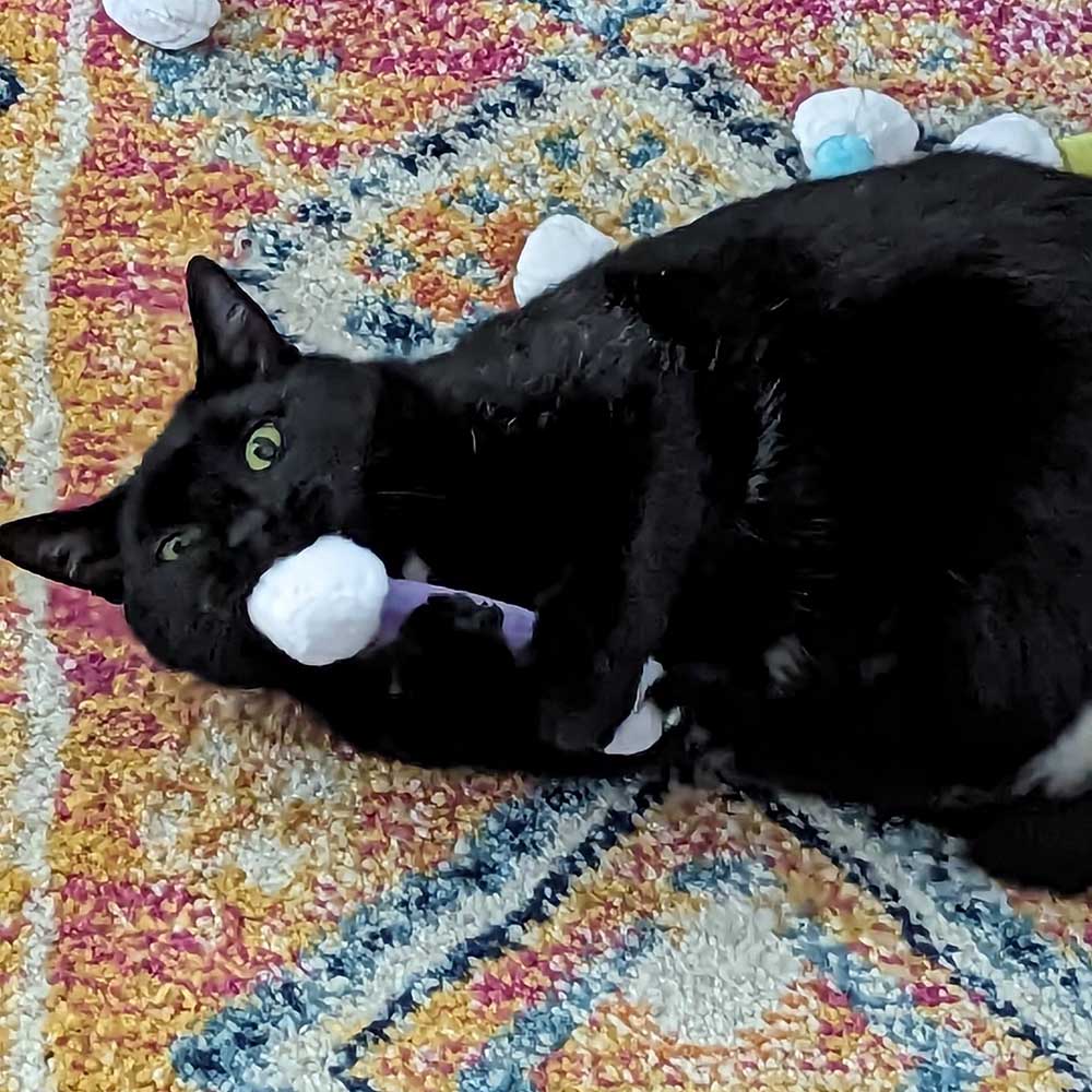 a big black cat chewing on a cat toy shaped like a q-tip