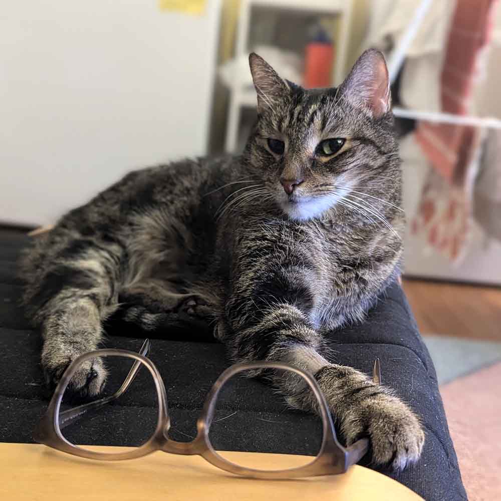 a brown tabby cat sitting on an ottoman, giving a snide look as he holds my chestnut brown eyeglasses